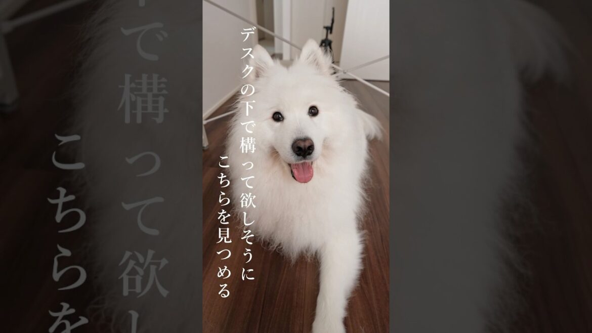在宅中に可愛い誘惑をするサモエド　#サモエド #samoyed