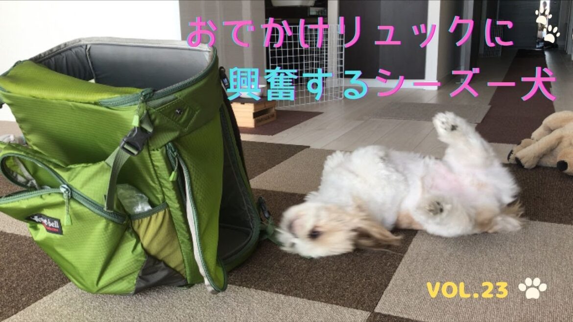 [シーズー犬]お出かけリュックが好き過ぎる犬！トリミングに行く日は大変なのだ