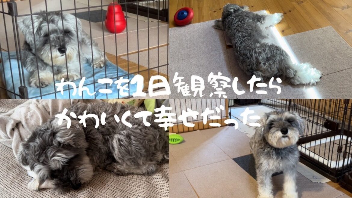 コノさんを１日観察したら幸せすぎた【ミニシュナのコノさんvlog】