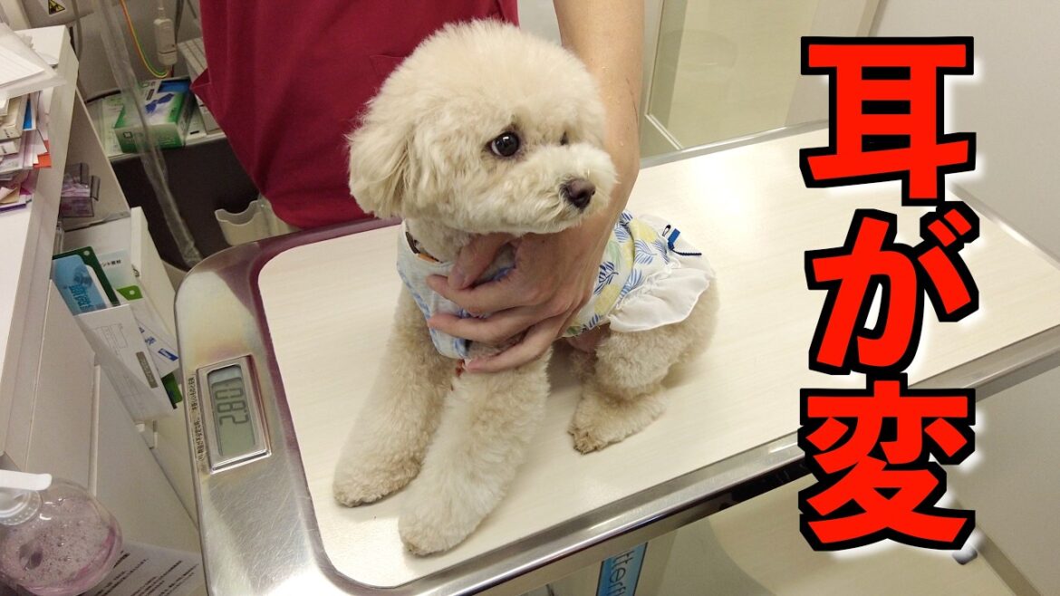 引っ越してから妹犬の耳がおかしいので急遽病院へ行ってきました【トイプードル】