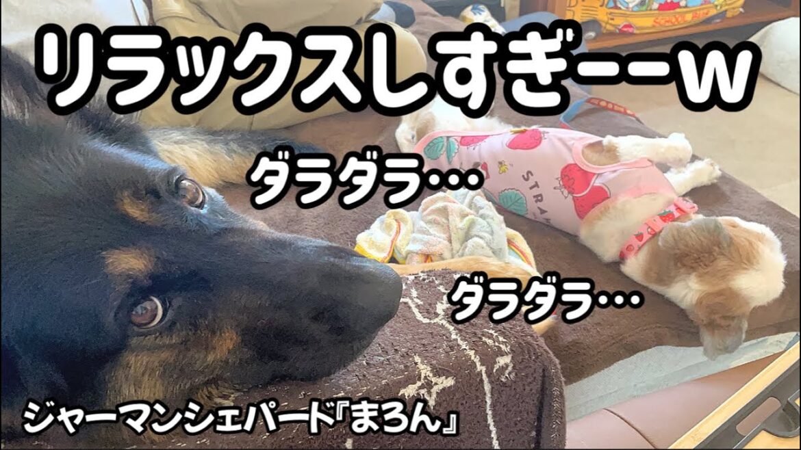 【ジャーマンシェパード】ダラダラ&コントで大笑い🤣お休みモード全開w