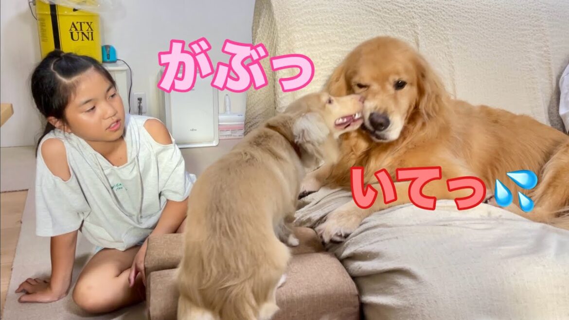 若者パワーに完全に押し負ける大型犬クッキー【ゴールデンレトリバーとミニチュアダックスフンド】
