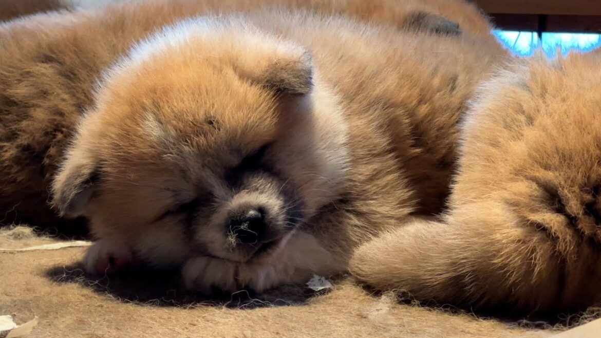 こんな姿で寝られたら　天使の寝顔秋田犬の赤ちゃん