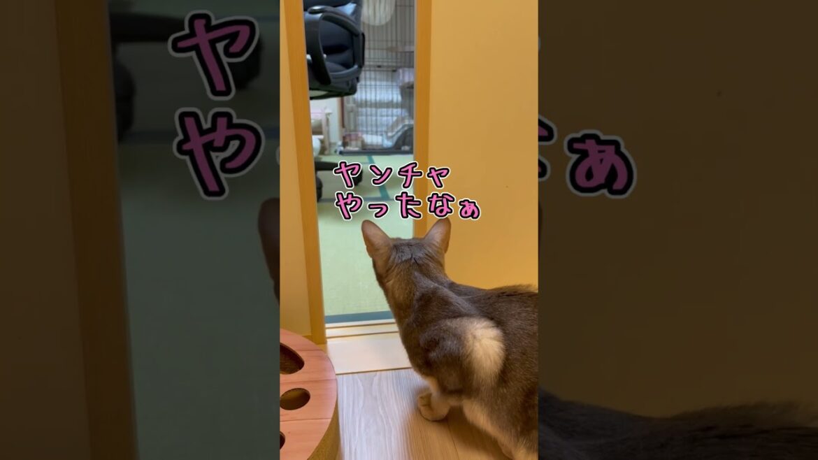 弟をそっと見守るパイセン猫 #shorts #猫 #アビシニアン