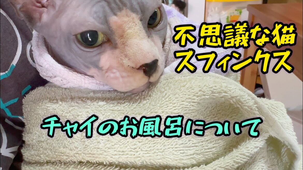 スフィンクス猫チャイの日常　お風呂ですよ〜🛀