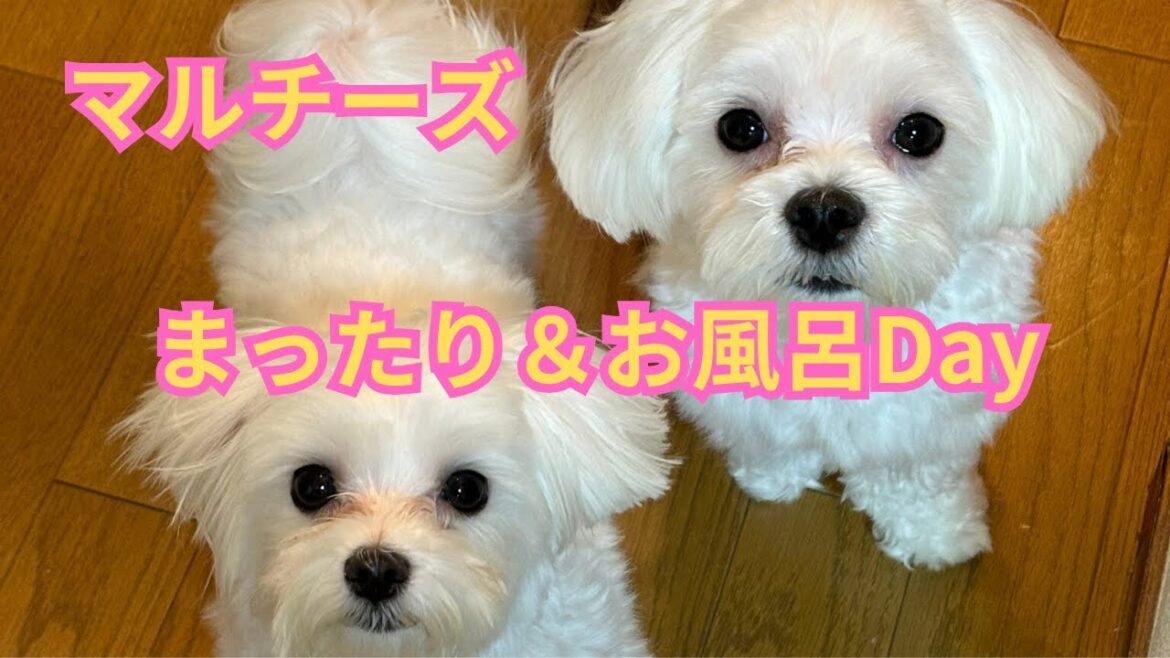 【マルチーズ】まったり＆お風呂Day
