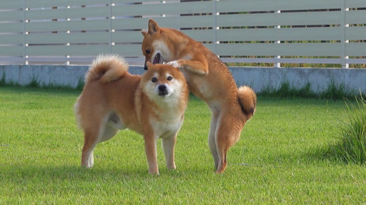 長い別居生活を経て柴犬の兄妹、遂に合流へ。