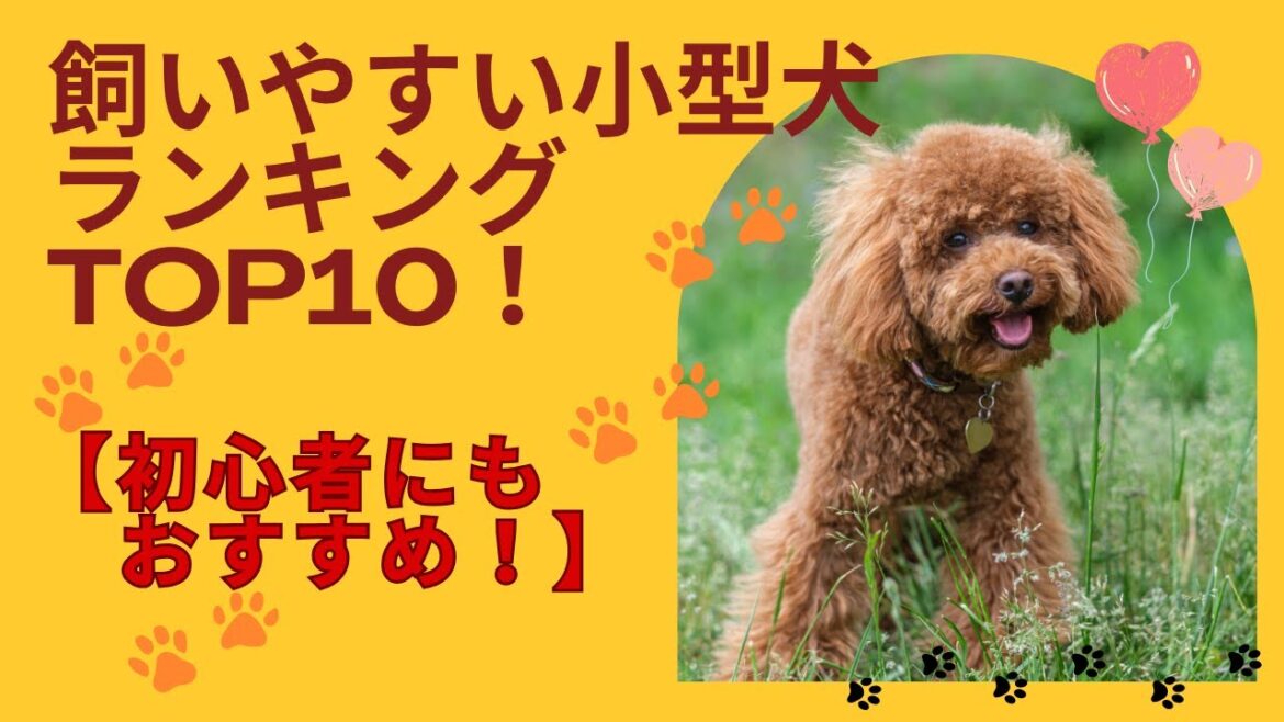 飼いやすい小型犬ランキングTOP10【初心者にもおすすめ】