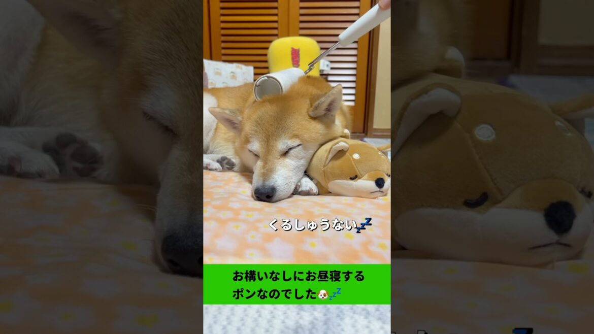 まったりタイム🐶🐶💤#柴犬 #チワワ #shorts