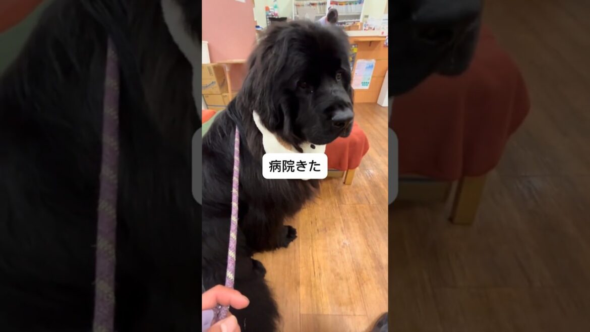 おしっこを何回もしちゃうので病院に行きました🏥#ニューファンドランド#newfoundland