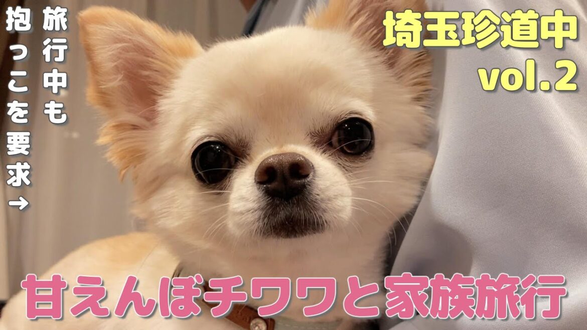 甘えんぼのチワワを連れて埼玉→名古屋→関西へ車で移動しました【名古屋で宿泊】