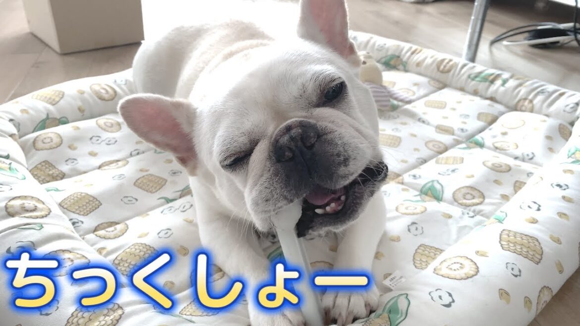なんですぐ行っちまうんだよ…【フレンチブルドッグ frenchbulldog】 なんですぐ行っちまうんだよ…【フレンチブルドッグ frenchbulldog】