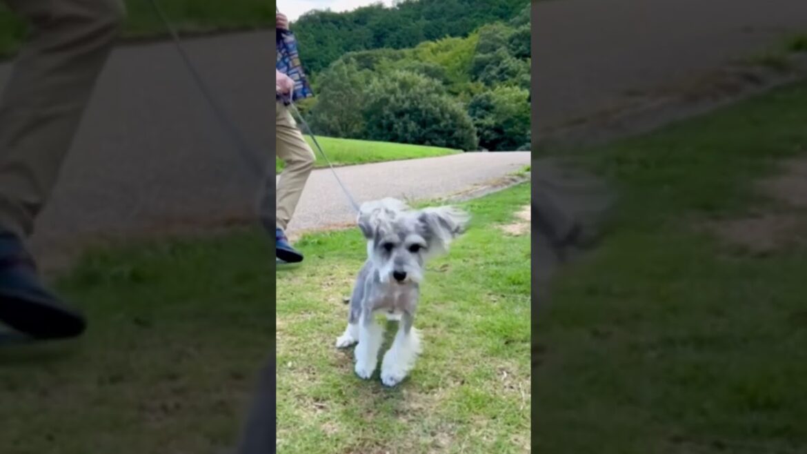 元気よすぎるシュナウザー　#ミニチュアシュナウザー #子犬 #愛犬 #puppy #schnauzer