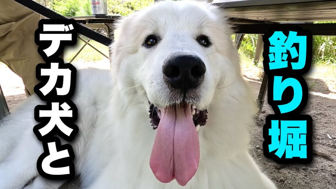 でっかい愛犬と４０代夫婦が釣り堀に行ったらこうなりました！