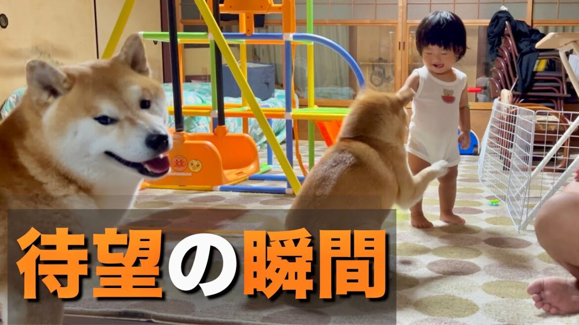 赤ちゃんの時から、待ち望んでいた能力を開眼し柴犬たちと遊ぶ１歳児