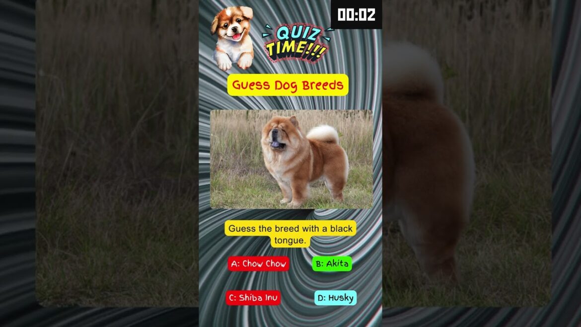Black tongue and fluffy coat – name this breed! ๐ #dogtrivia #dogquiz #dogfacts #shorts Black tongue and fluffy coat - name this breed! ๐ #dogtrivia #dogquiz #dogfacts #shorts