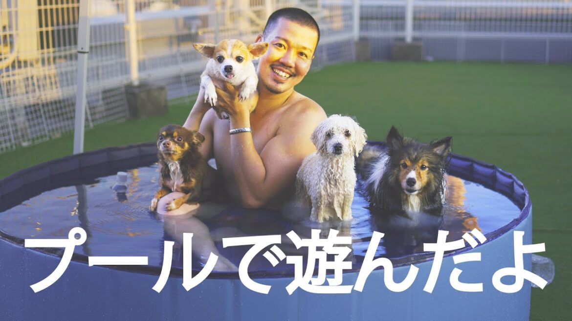 みんなでプールで遊んだよ【シェルティ&トイプードル&チワワ】 みんなでプールで遊んだよ【シェルティ&トイプードル&チワワ】