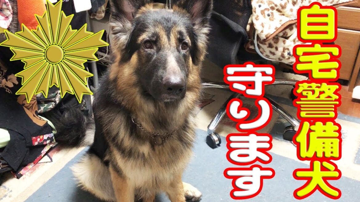 自宅警備犬 ジャーマンシェパード犬マック君German Shepherd