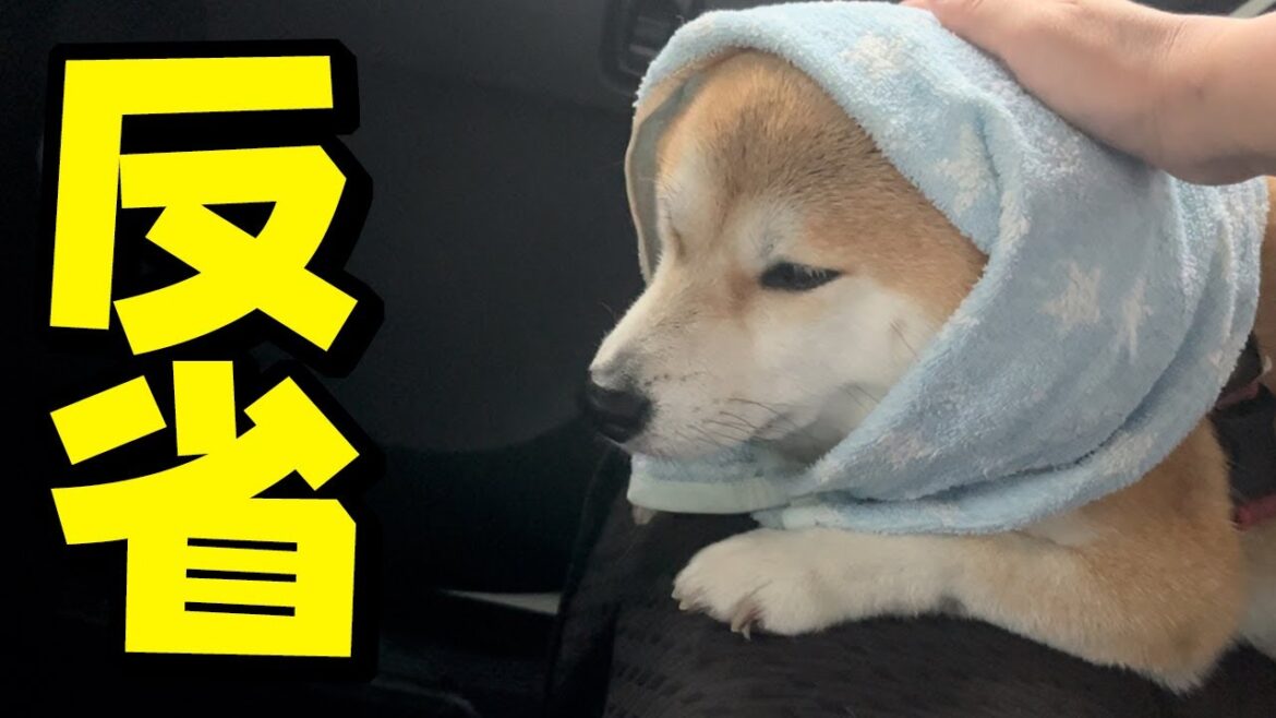ママのせいで姉柴犬ちくわが体調不良になってしまいました