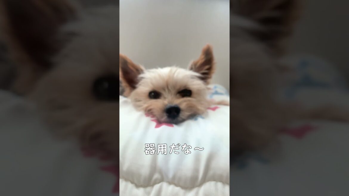 あたちまだ本気だしてないだけのヨーキー【その1】