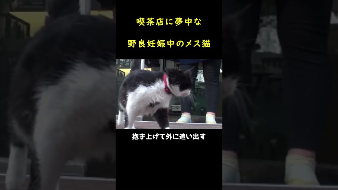 喫茶店の常連である母猫！🐈
