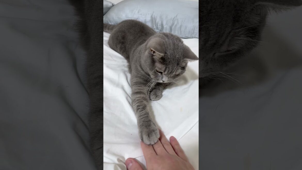 #cat #猫が好き #ブリティッシュショートヘア #可愛い猫 #ねこ #猫動画 #猫好きさんと繋がりたい #猫あるある #猫の日常