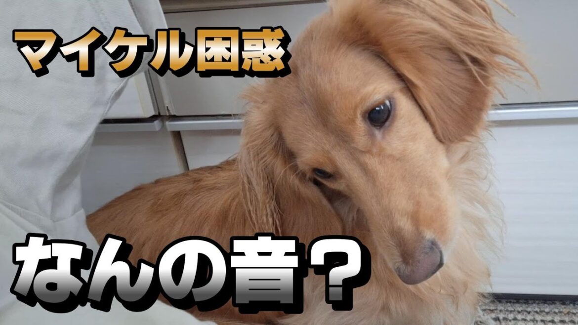 【退屈なセントバーナードをかまってみる】【マイケル困惑の理由】★１５１回目★