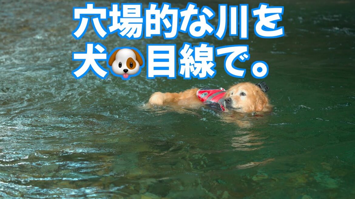 超穴場の川で気持ち良さそうに泳ぐ愛犬ゴールデンレトリバーもも