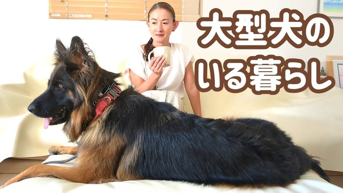【ジャーマンシェパード】3歳過ぎた大型犬、今ではすっかり生活の一部であり心の支えでもあります😊