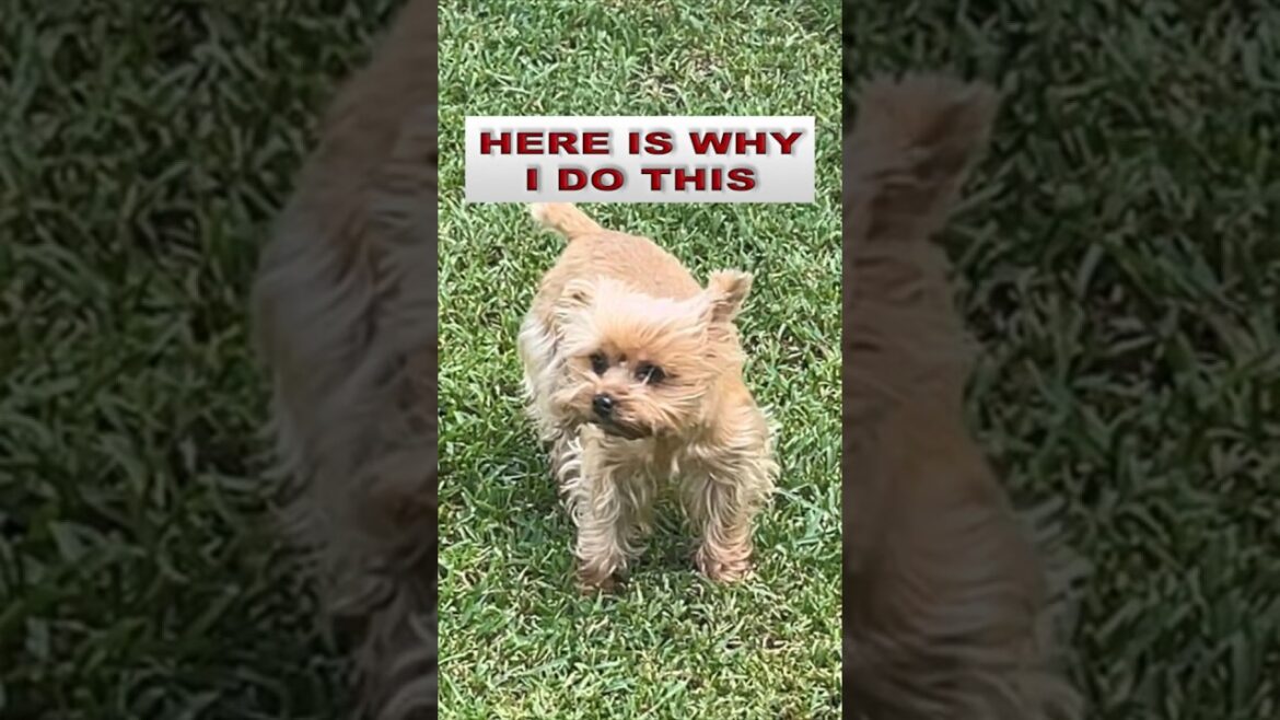 Dog Yorkie Matilda #shorts #shortvideo #dog #pet #animals #matilda #perros #yorkie