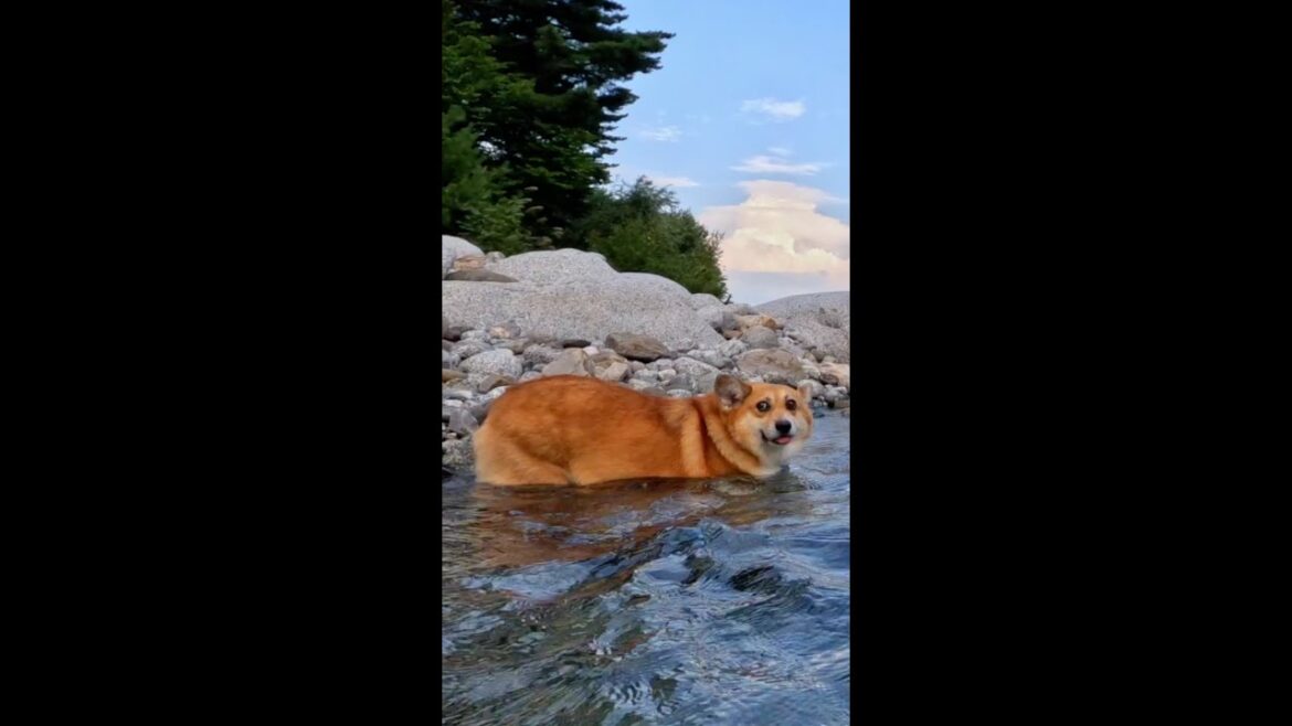 秋の川で水に浸かるコーギー / A Corgi enjoying a refreshing dip in a cool autumn stream #shorts