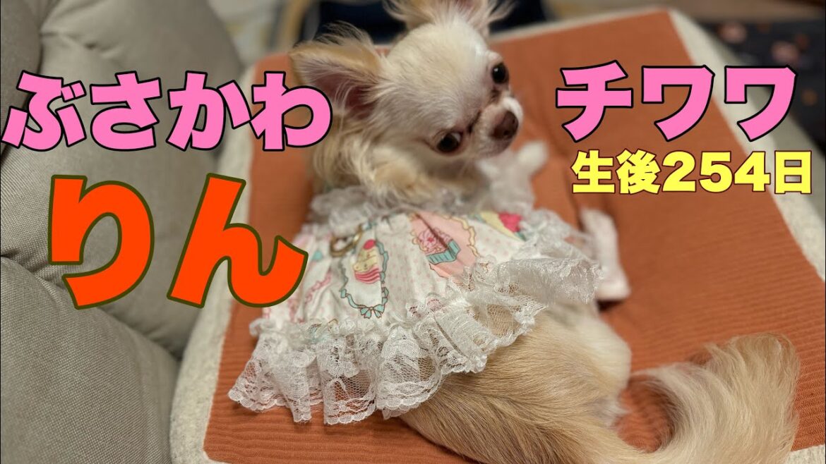 ぶさかわチワワりん。生後254日【vlog】