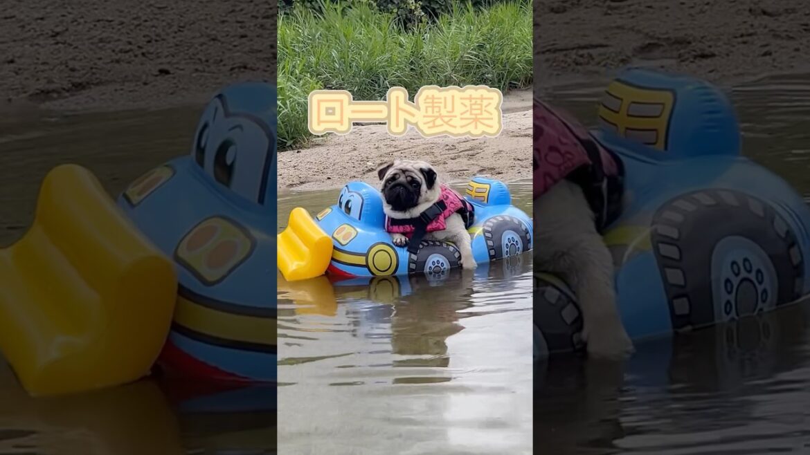 ロート製薬のCMに　#pug#パグ#dog