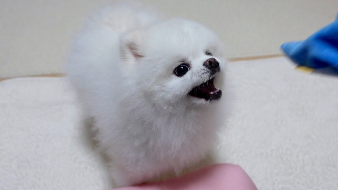飼い主への不満を態度に出してしまうポメラニアン