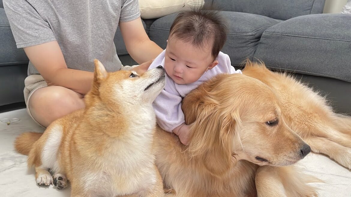 育児の苦戦するパパを見兼ねてお手伝いをしてくれる豆柴とゴールデンレトリバーが優しすぎました...