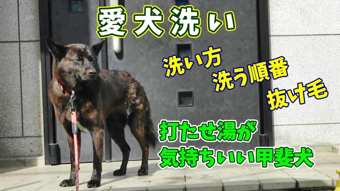 久しぶりにお風呂で打たせ湯と夏の抜け毛‐ 甲斐犬いち 久しぶりにお風呂で打たせ湯と夏の抜け毛‐ 甲斐犬いち