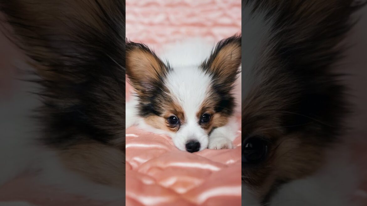 🌟🦋 Discovering the Papillon 🐾 #Dog #Dogs #Dogfacts #dogfacts #Papillon #Papillons