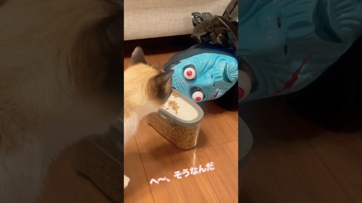 へーそうなんだー猫はゾンビの前で餌を食べられるか？ #shorts Can cats eat in front of zombies?