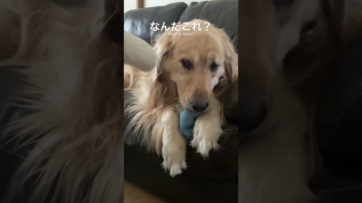 気になる白い棒　ゴールデンレトリバー　ボクサー犬