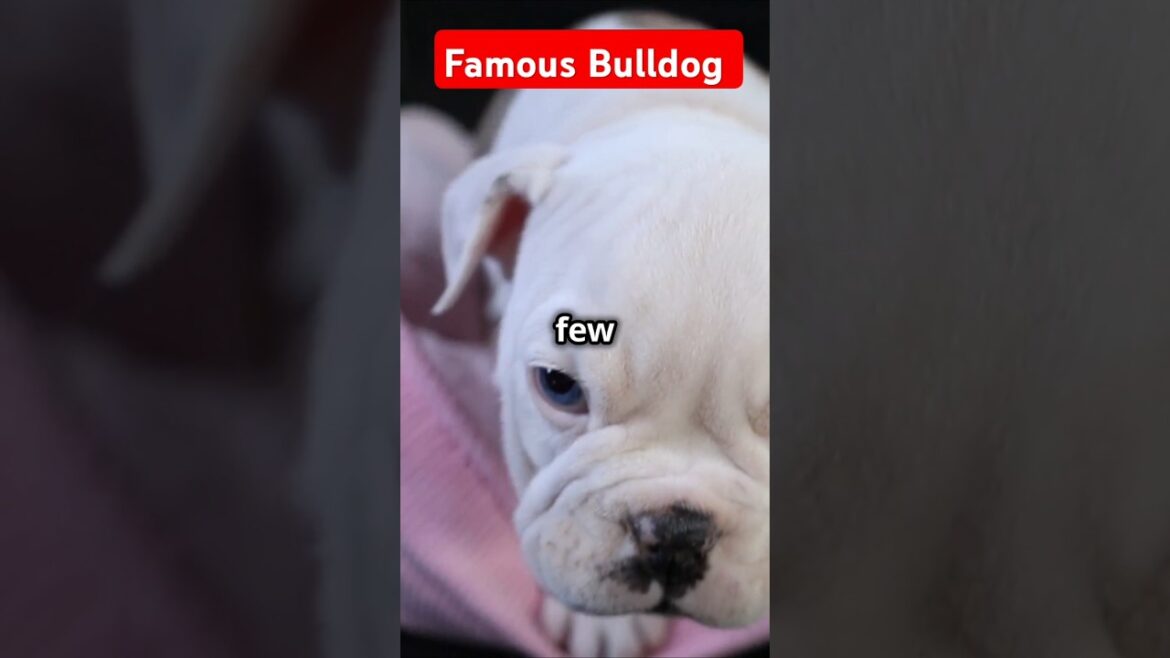 The Bulldogs: The Adorable and Stubborn Breed  #wildlife  #bulldog  #dog  #pets