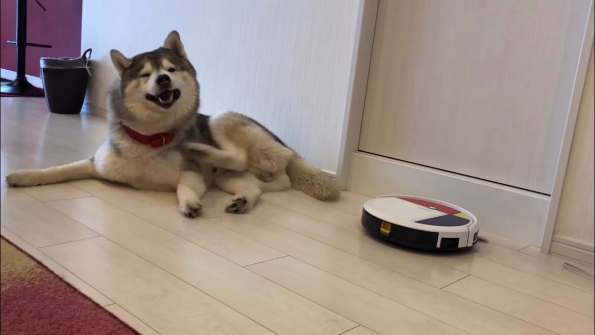 遂にVANiGOのお掃除ロボットと対面したシベリアンハスキー
