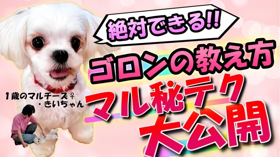 【マルチーズ】絶対できるゴロンの教え方 マル秘テク大公開!!