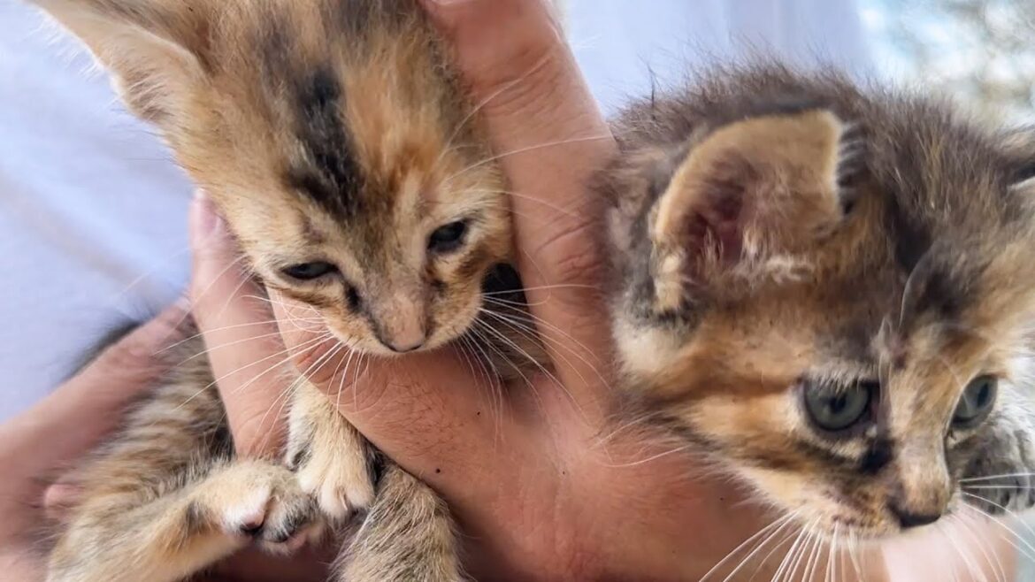 柴犬の背中にダイブする子猫と甘えたさんに変身した子猫が1歳のお誕生日です 柴犬の背中にダイブする子猫と甘えたさんに変身した子猫が1歳のお誕生日です