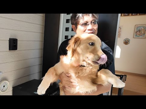 残暑厳しく38℃の猛烈な暑さに。問題解決への作業を。【Golden Retriever japan】 残暑厳しく38℃の猛烈な暑さに。問題解決への作業を。【Golden Retriever japan】