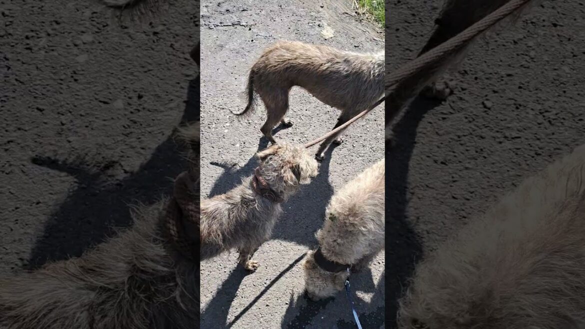 The best way to lead train a dog? Use a lead trained dog🙂#doglover #bedlington #dogowner