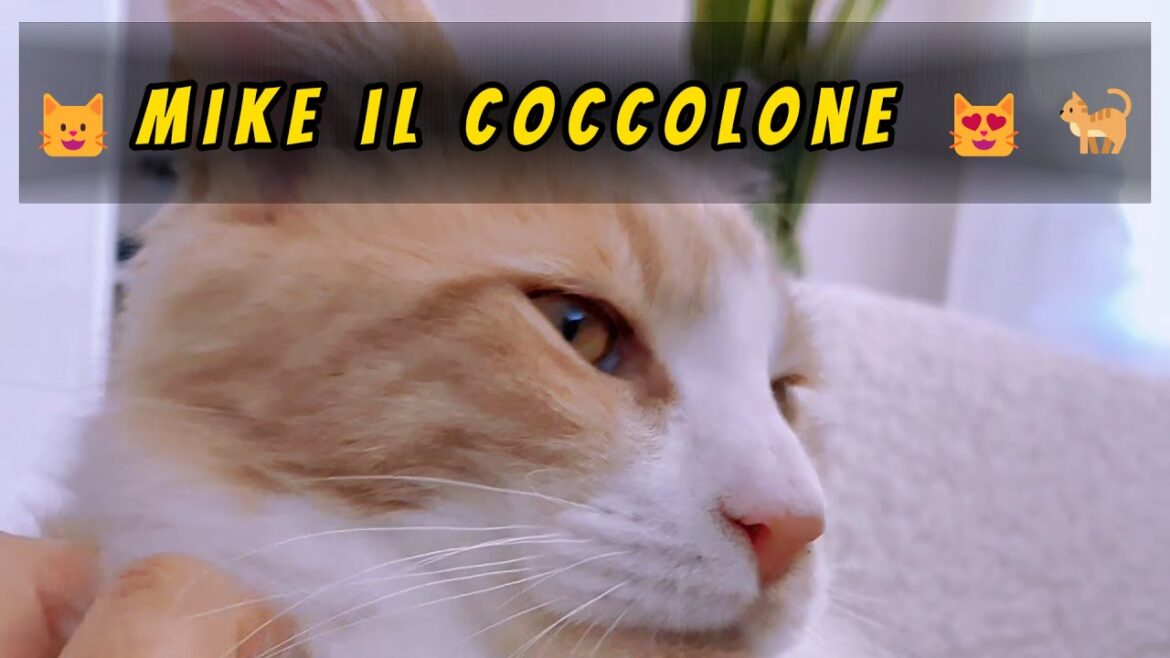 😺Mike il coccolone 😻🐈#mainecoonkitten #mainecooncat #mainecoon #mainecoonlife #shorts