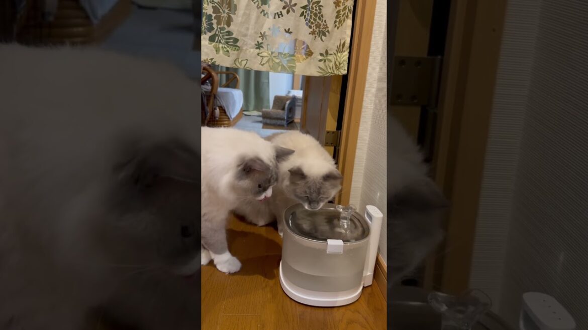 ラグドールとエルフィン給水器