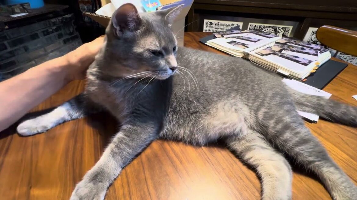 近くにやって来て..  おばあちゃん..  スマホを置いたままじゃダメだょ!と教え..  いつ散歩に出られるか気になる猫・・・ 近くにやって来て..  おばあちゃん..  スマホを置いたままじゃダメだょ!と教え..  いつ散歩に出られるか気になる猫・・・