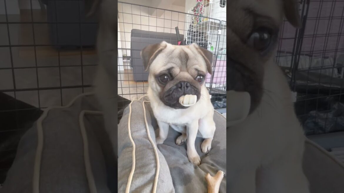[パグ]おやつ🦴 離さない🐶(greedy boy) #shorts