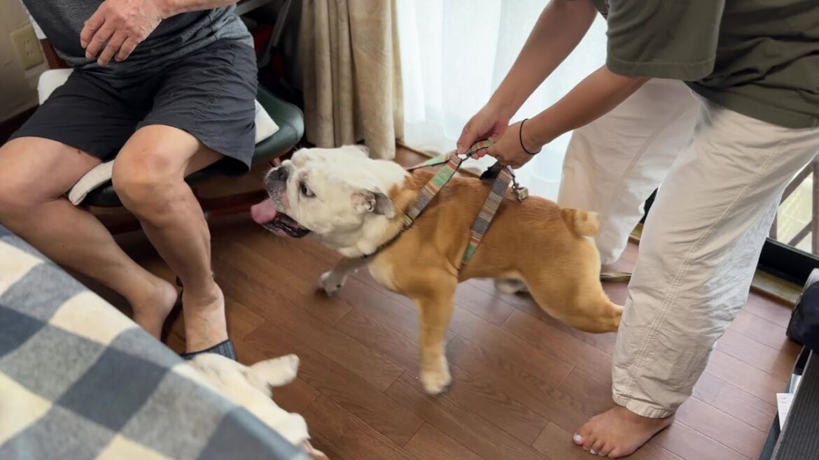 【悲報】半年ぶりに会ったジィジに、突然飛び掛かってしまうブルドッグのぶるまる… 【悲報】半年ぶりに会ったジィジに、突然飛び掛かってしまうブルドッグのぶるまる…